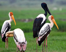 Bird Sanctuary in Bharatpur