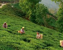 Darjeeling Tea Garden