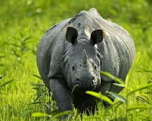 Kaziranga National Park Tour