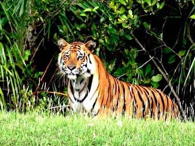 Wilderness of Sunderbans 