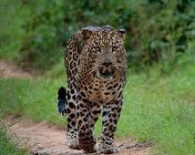 Bandipur National Park Tours